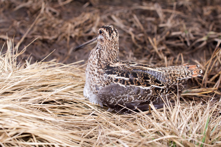 Common snipe among a bog in the springの写真素材