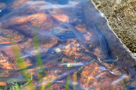 spawning season of bleaks  (Alburnus alburnus) on the Baltic Sea