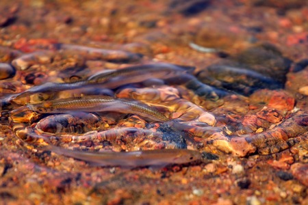 spawning season of bleaks  (Alburnus alburnus) on the Baltic Sea