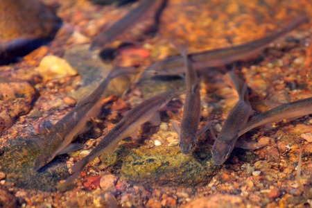 spawning season of bleaks  (Alburnus alburnus) on the Baltic Sea