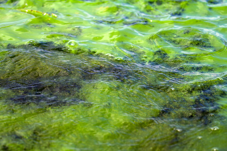 Algae polluted waterの写真素材