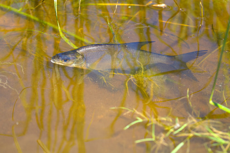 white-eye fish on shoal in the summer during a heatの写真素材