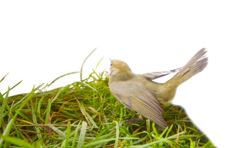 Black-cap, female  sylvia atricapilla on a maple branchの写真素材