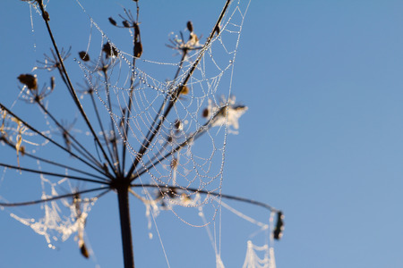 web in dew and among sunshineの写真素材