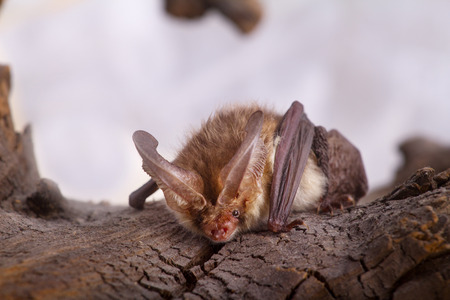 bat close up on a bark backgroundの写真素材