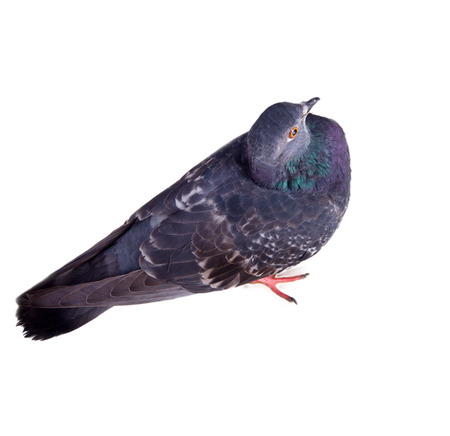 pigeon on a white background close upの写真素材