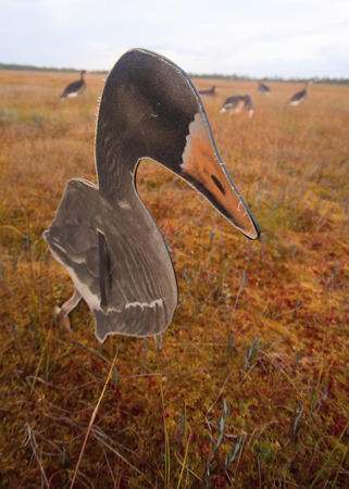 profile of a goose nearby on a bog in huntingの写真素材
