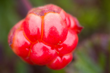 Arctic prairie plants - backgrounds of polar bald mountain macro shooting. summerの写真素材