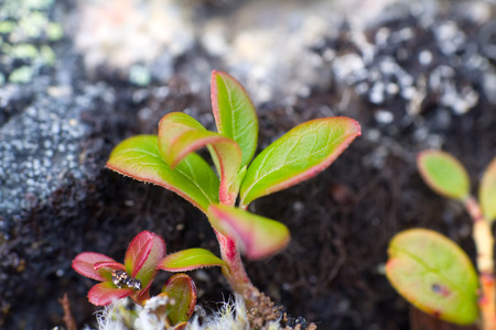 Arctic prairie plants - backgrounds of polar bald mountain macro shooting. summerの写真素材