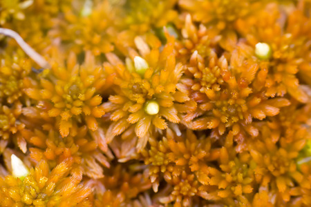 Arctic prairie plants - backgrounds of polar bald mountain macro shooting. summer