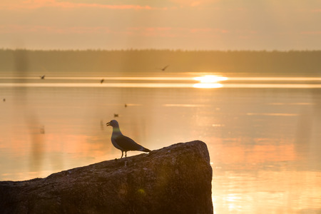 colony of seagulls in the Baltic Seaの写真素材