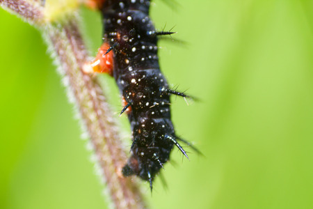 caterpillars a peacock eye macro on a green nettleの写真素材