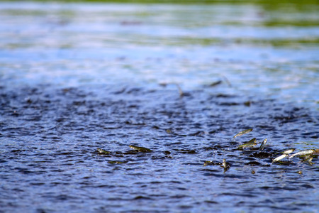 shoals of small fishes in a big pond