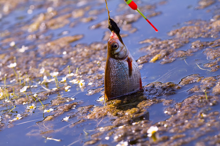 summer fishing bream in lake during day