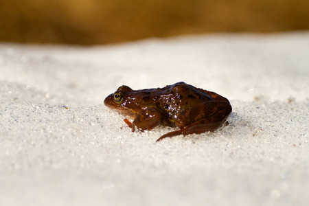 Only just woke up frog migrates through  snow in a reservoir.  closeup, low camera position.の写真素材