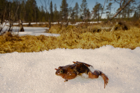 Only just woke up frog migrates through  snow in a reservoir.  closeup, low camera position.の写真素材