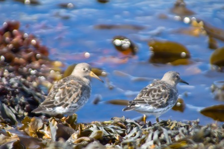 Birds on the ocean among fucus and laminariaの写真素材