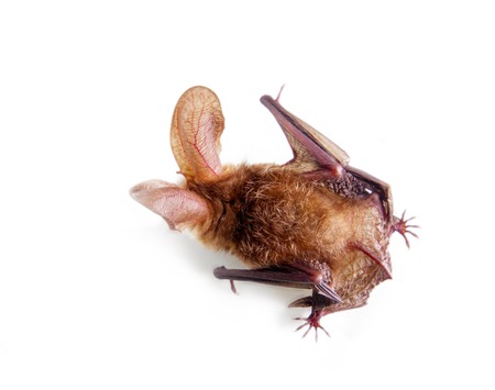 long-eared bat isolated on white