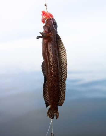 Fishing on the Pacific ocean. Caught sea-dog. commander Islands.の写真素材