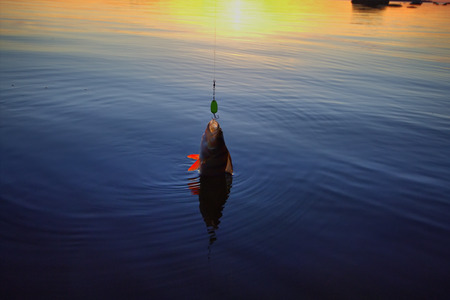 summer catching fishing of a perch in the eveningの写真素材