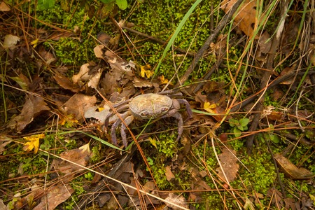 In the frame shown land crab closeup