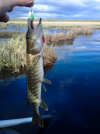pike fishing big Northern fishの写真素材