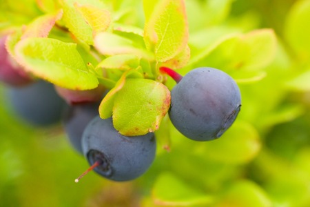 ripe bilberry in the wood in Augustの写真素材