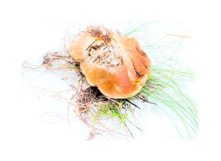 beautiful fungus isolated from green grass and mossの写真素材