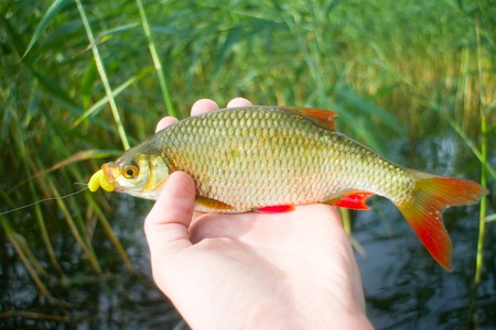 fishing on freshwater lakes in the reeds
