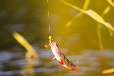 fishing on freshwater lakes in the reedsの写真素材