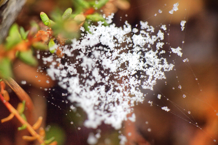 Spring. Snow fell on the twisted web of a spider. Closeupの写真素材