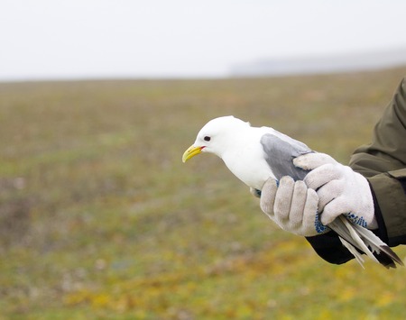 Kittiwake in hands of ornithologist before ringing. Novaya Zemlya archipelago. Barents sea