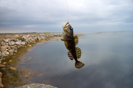 fishing sculpin the sea in summer