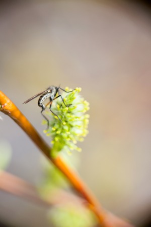 macro flower tree with lots of insects