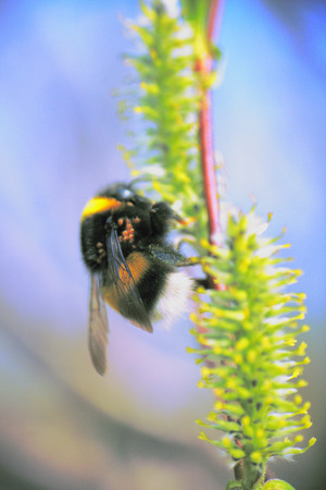 bumblebees on flowers fly for nectar macro