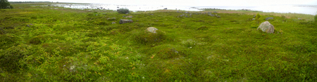 tidal shores of the White sea in summer meadows