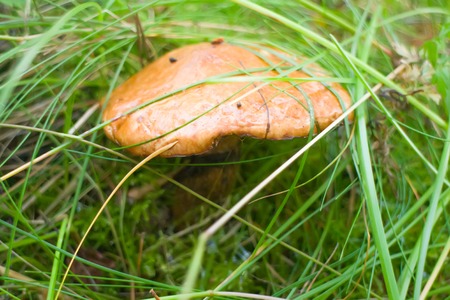 mushroom in grass in moss in forest