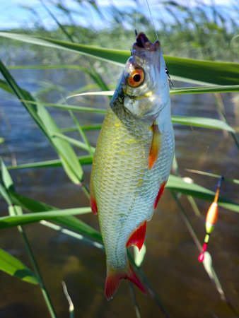 fishing on freshwater lakes in the reeds