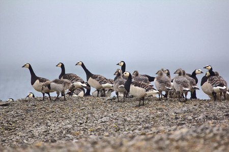 some adult Barnacle Geese lead goslings to the seaの写真素材