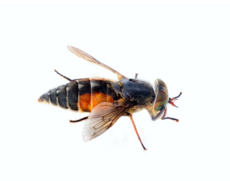 Close up of horse fly on white backgroundの写真素材