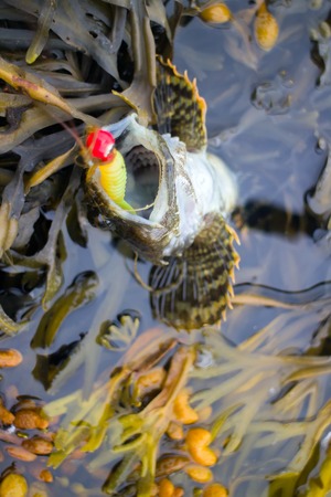 fishing sculpin the sea in summer