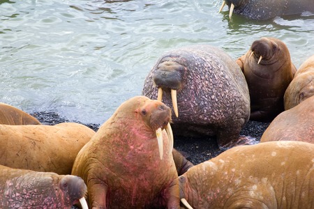 Rookery: Atlantic walrus sleeping on beach close to each otherの写真素材