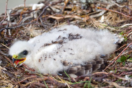 The rough-legged Buzzard chick in nest. The Novaya Zemlya Archipelagoの写真素材