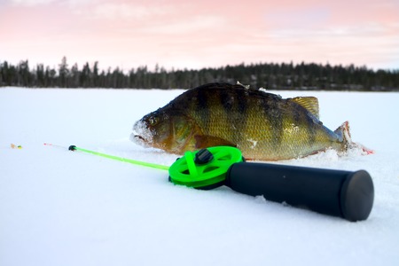 big fish and fishing rod on the snowの写真素材