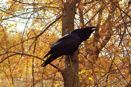 Raven looks on a yellow background effectivelyの写真素材