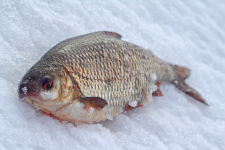 roach catch of a fisherman winter in January