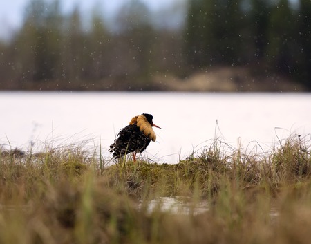Gallant cavalier. Mating behaviour of ruffs (Philomachus pugna) n lek 1. Males with colored collars displaying and fightの写真素材