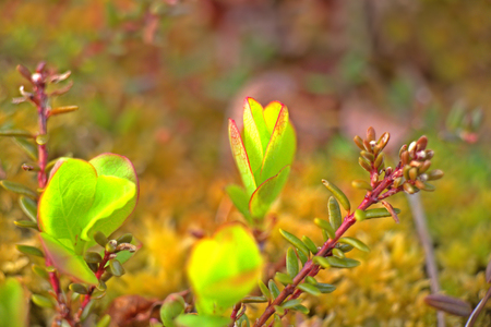 new spring leaves on the trees in the Arcticの写真素材