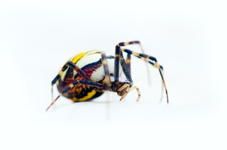 Large black and yellow spider argiope crawling on white background. Close upの写真素材