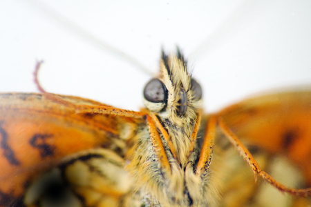 Big compound eyes of butterfly. Shooting on white backgroundの写真素材